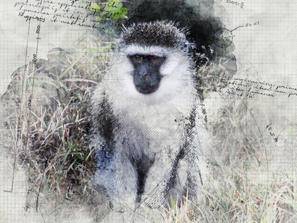 The Monkey. The&nbsp;Morals.